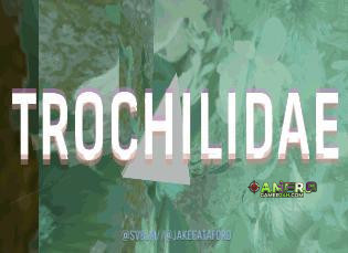 Trochilidae