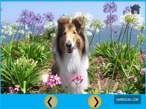 dogs and games for kids – free game Screenshot 3