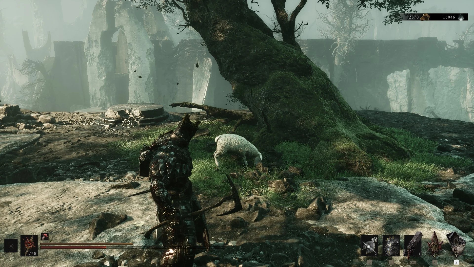 Sheep