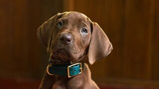 Netflix Wraps Production on Scooby-Doo: Origins and Unveils Heartwarming Puppy Photo Ahead of 2027 Global Launch