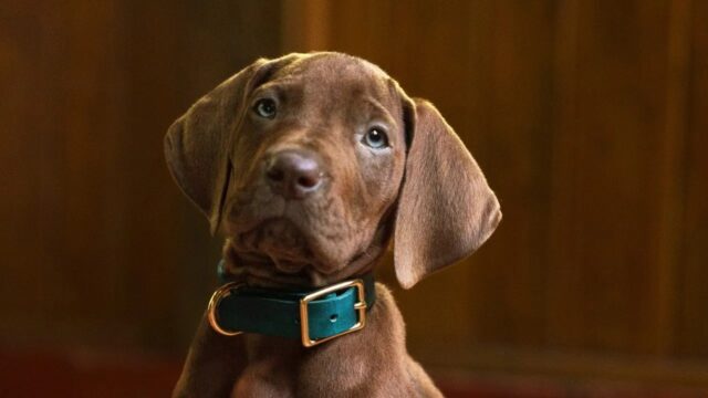 Netflix Wraps Production on Scooby-Doo: Origins and Unveils Heartwarming Puppy Photo Ahead of 2027 Global Launch